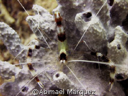 Banded Coral Shrimp, St. Thomas by Abimael Márquez 